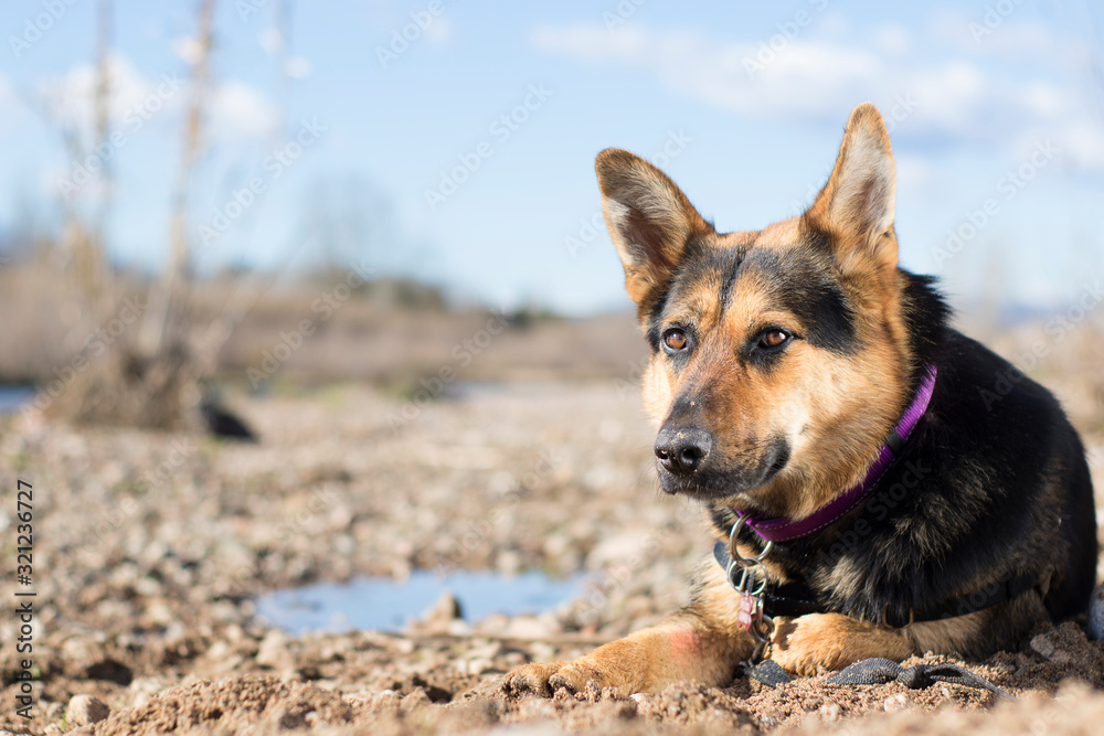 Perro disfrutando del sol y la naturaleza Perro disfrutando del sol y la naturaleza