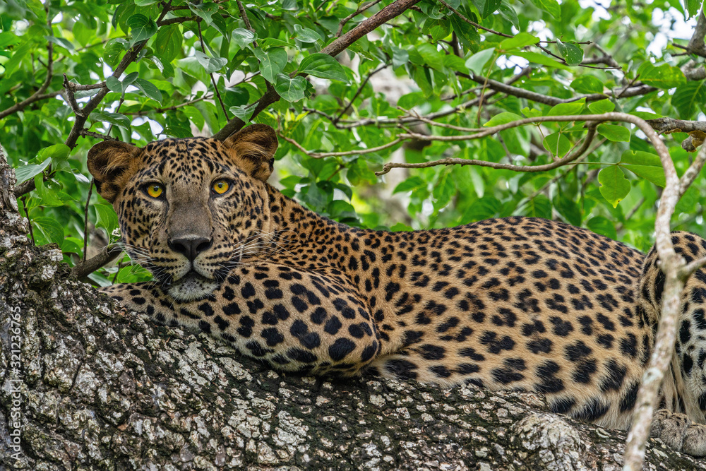 Naklejka premium Leopard beautiful wild animal laying on the tree in jungle, Yala National Park, Sri Lanka