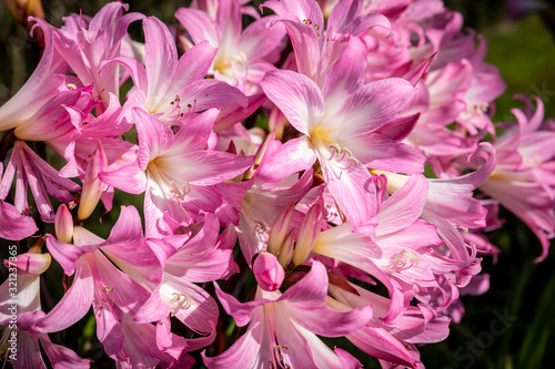 Belladonna Lilie amaryllis Azoren photo