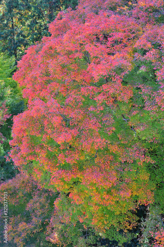善峯寺の紅葉 © U.G. Miyasaka