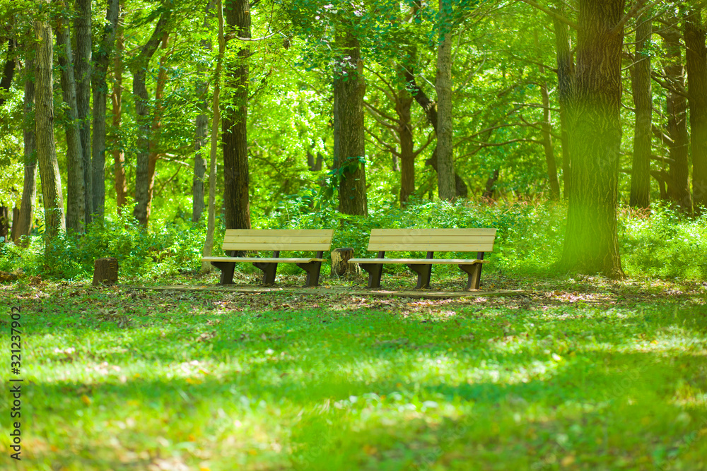forest bench forest bench