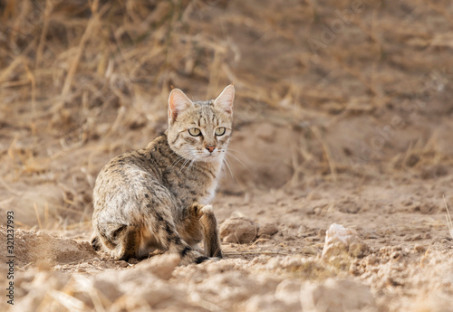 Desert Cat, Felis margarita, Jaisalmer, Rajasthan, India