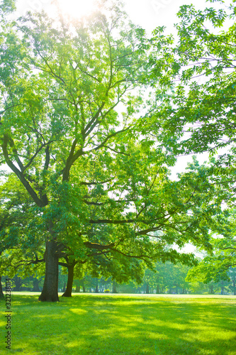 Park tree