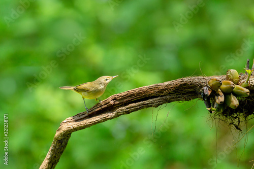 Blyth's Reed Warbler, Acrocephalus dumetorum, Ganeshgudi, Karnataka, India