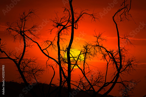 Burnt and blackened branches after bush fires in Australia