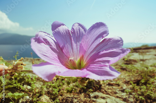 wild pitunia grows on a rocky terrain in the open air. In the background the sea and mountain range. Landscape background.