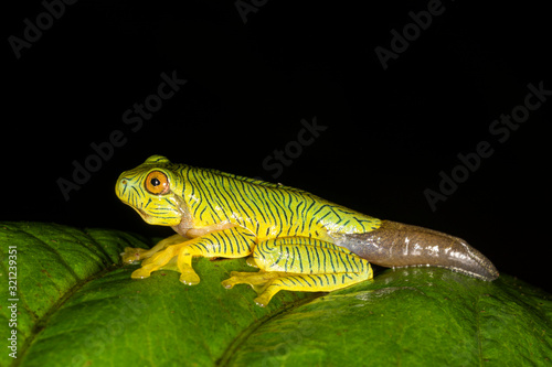 Rhacophorus pseudomalabaricus endemic to the Anaimalai Hills of Tamil Nadu and Kerala states, Munnar, India photo