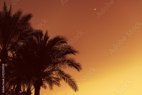 Silhouettes of palm trees against the night sky