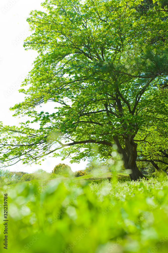 Fototapeta premium garden tree