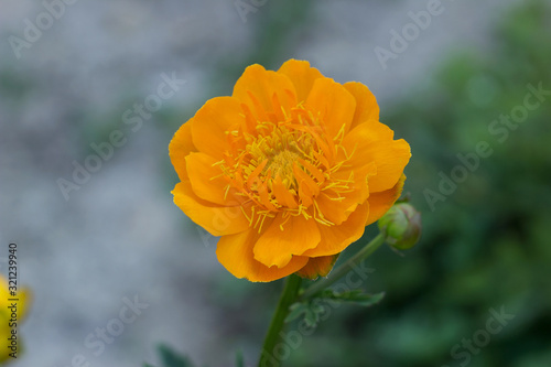 Orange flowers (Trollius Chinensis ) blooming in the summer garden.Orange Queen, family Ranunculaceae, close-up.