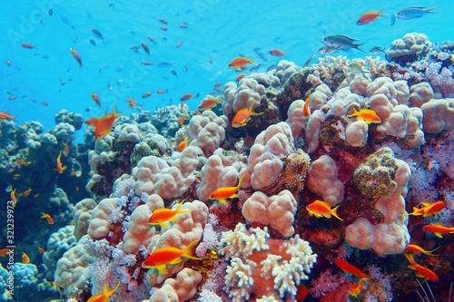 Fototapeta Naklejka Na Ścianę i Meble -  Beautiful tropical coral reef with shoal or coral fish
