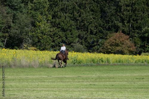 Auf und davon. Reiterin galoppiert neben Sonnenblumenfeld © Grubärin
