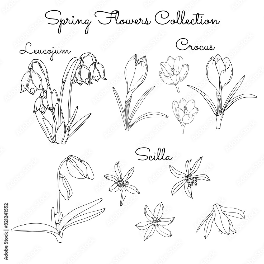Spring Flowers Collection Monochrome Crocus Scilla Leucojum
