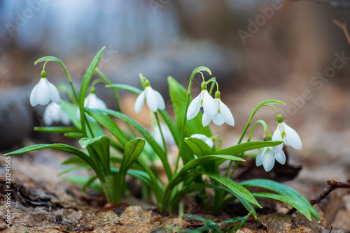 Beautiful first flowers snowdrops in spring forest