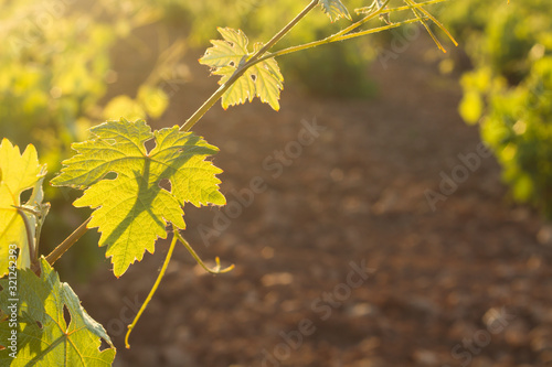 vine leaf photo