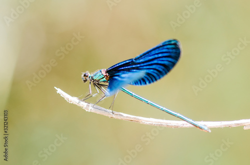 European-Mediterranean dragonfly with natural light in a sunny day. © Fotis I.
