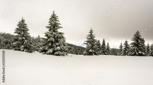 Awesome winter landscape with furs covered in snow. Frosty mountain day, exotic wintry scene.