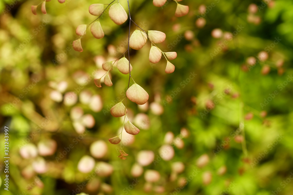 Fototapeta premium Closeup to a Black Maidenhair fern (Adiantum capillus-veneris)