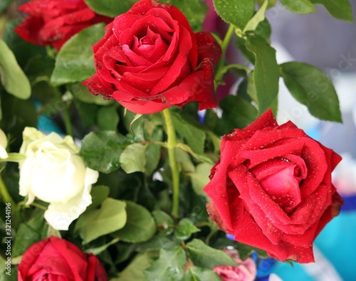 Big red roses for sale