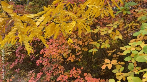 Trees with colorful red yellow autumn leaves. Crimea, Russia.