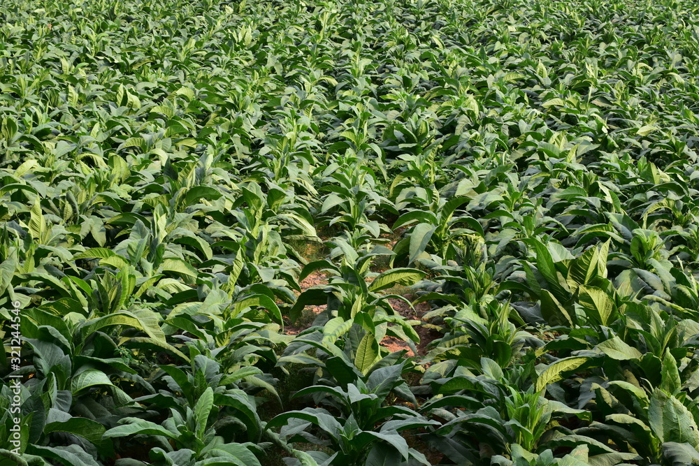 Tobacco Fields Tobacco Fields