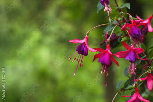 Fototapeta fuchsia regia flowers