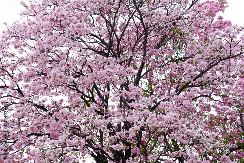 Pink trumpet tree (Tabebuia rosea), The beauty of pink flowers that are blooming in the winter Pink trumpet tree (Tabebuia rosea), The beauty of pink flowers that are blooming in the winter