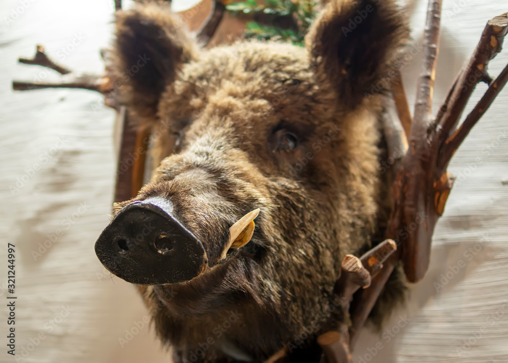 Fototapeta premium Wild boar head sticking out of the wall 1