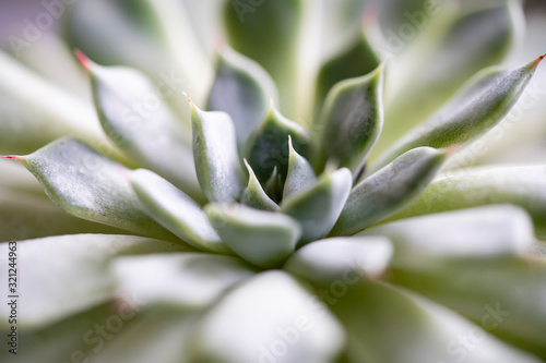 Bright closeup of succulent plant with natural sunlight