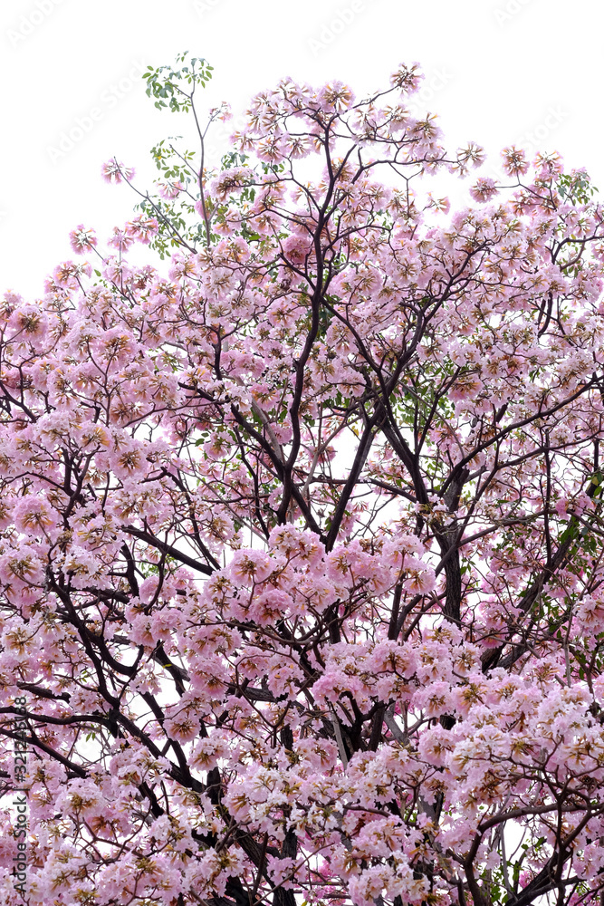Pink trumpet tree (Tabebuia rosea), The beauty of pink flowers that are blooming in the winter
