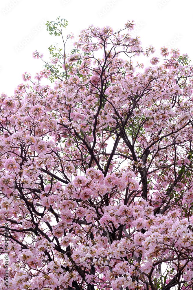 Pink trumpet tree (Tabebuia rosea), The beauty of pink flowers that are blooming in the winter Pink trumpet tree (Tabebuia rosea), The beauty of pink flowers that are blooming in the winter