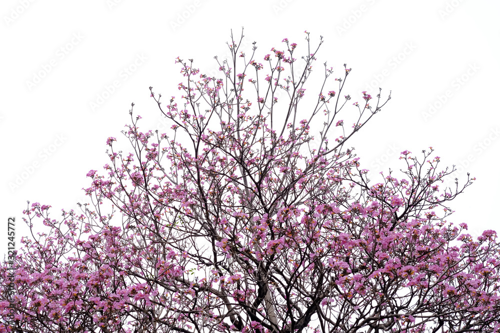Pink trumpet tree (Tabebuia rosea), The beauty of pink flowers that are blooming in the winter Pink trumpet tree (Tabebuia rosea), The beauty of pink flowers that are blooming in the winter