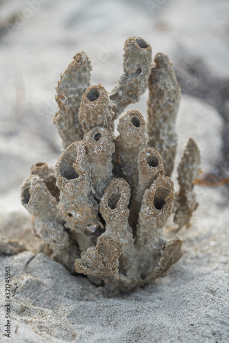 marine tubular dried plants photo