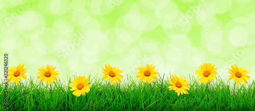 Wide natural flowers and green grass meadow on an abstract green background in close-up with copy space for your advertisement