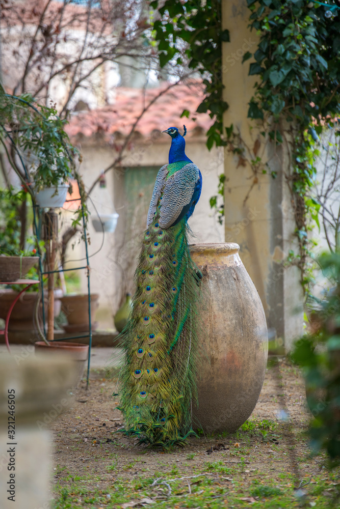 Obraz premium Peacock on the jug on a bright sunny day. Peacock in the garden.
