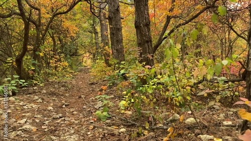 POV walk downhill through the forest in the fall. Trees with colorful leaves.