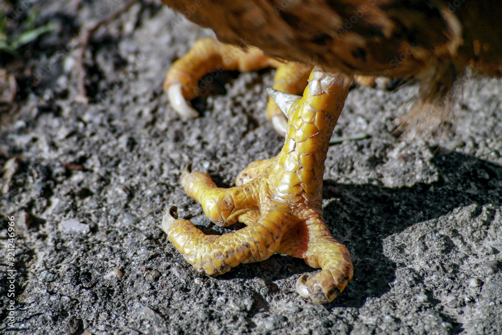 Obraz premium poor chicken with deformed feet
