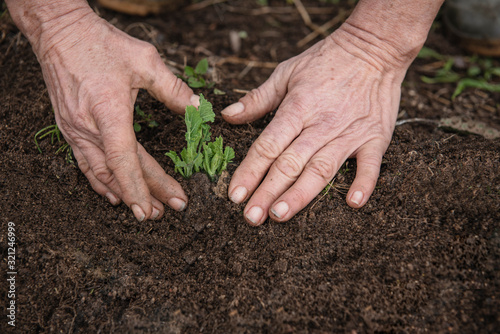 person planting a plant in an orchard photo