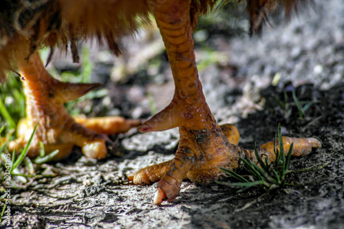 poor chicken with deformed feet photo