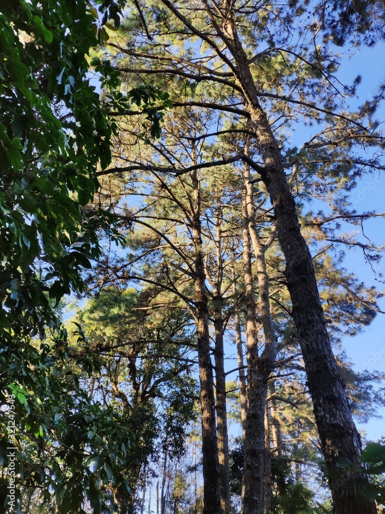 Obraz premium Sunlight passing through branches on the pine forest path in northern Thailand