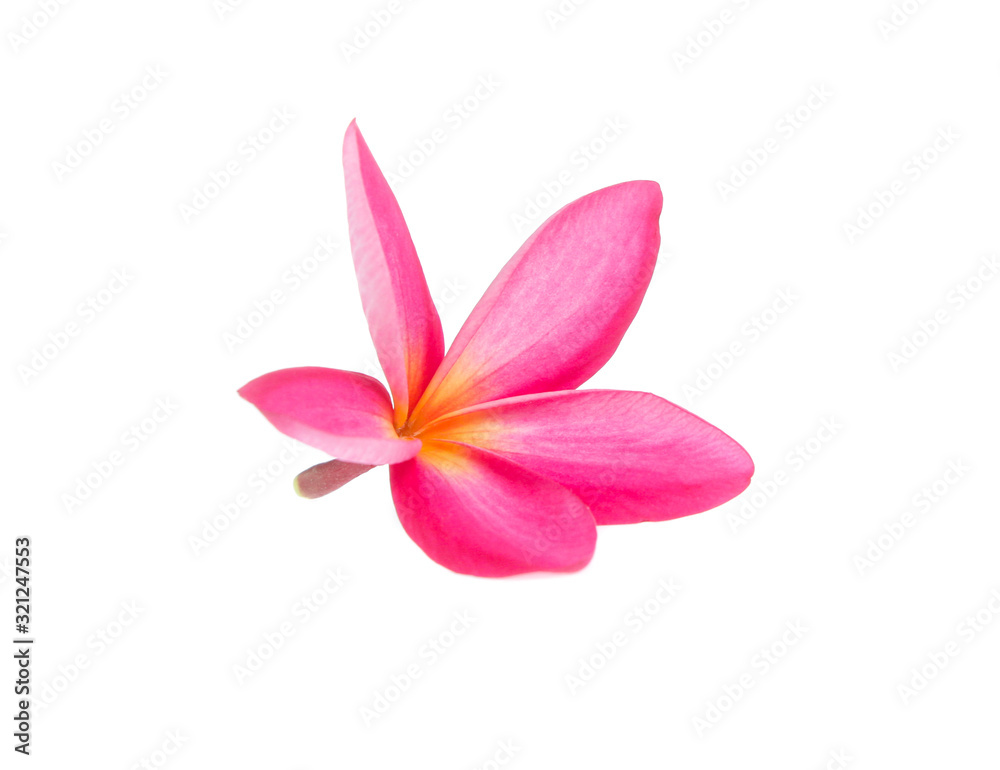 frangipani flower isolated on white frangipani flower isolated on white