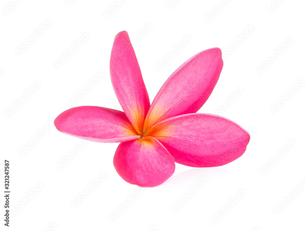Obraz premium frangipani flower isolated on white