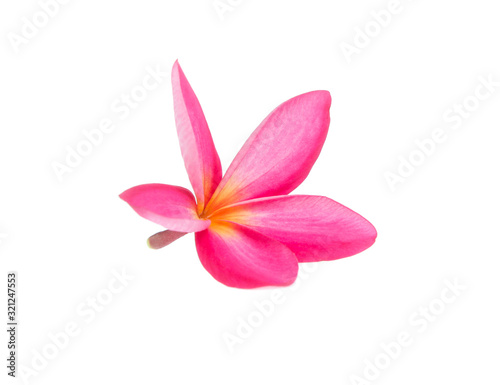 frangipani flower isolated on white