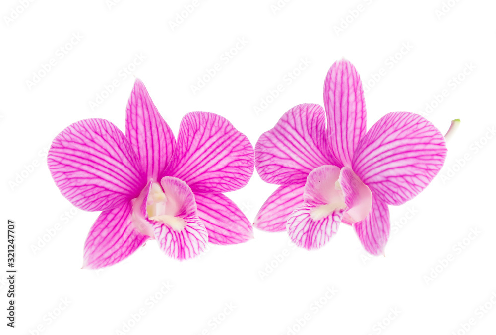 Obraz premium pink orchid flowers isolated on white background