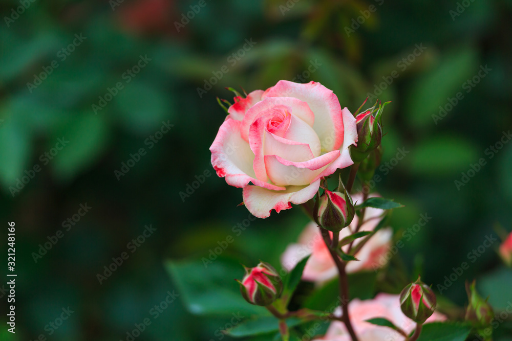 薔薇 薔薇