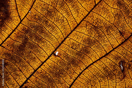 Background of the texture of dry leaf
