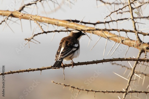 White browed sparrow weaver, Plocepasser mahali, on a branch photo