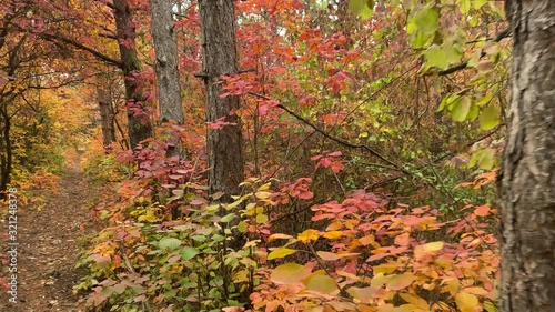 POV walk downhill through the forest in the fall. Trees with colorful leaves.