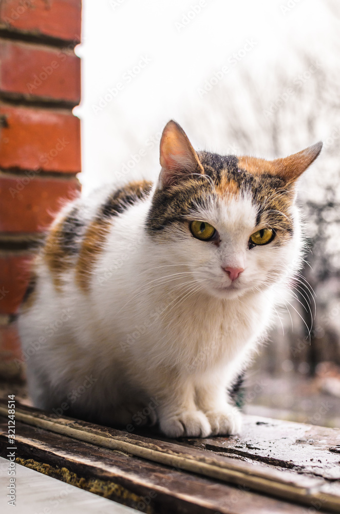 Homeless cat in cold weather, sitting on a brick windowsill, portrait of calico