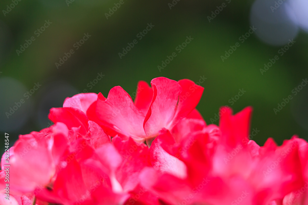 薔薇 薔薇